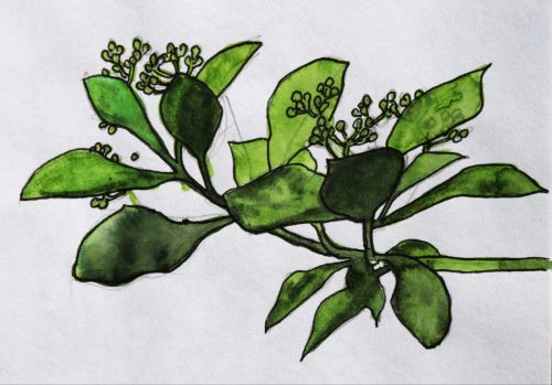 Branche_feuille_fruit