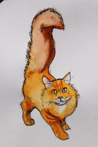 Chat_roux_angora
