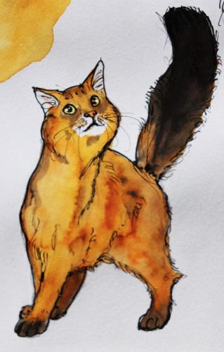 Chat_roux_queue-brune
