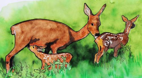 Chevreuil-et-faon