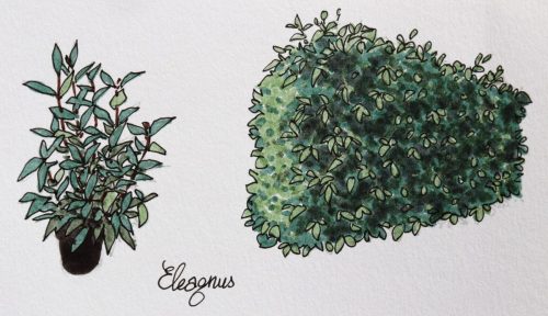 Elaegnus_pot-et-haie