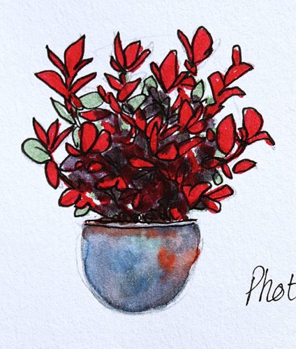 Photinia_pot