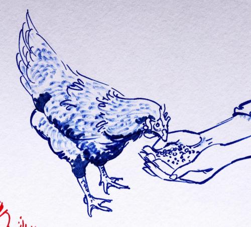 Poule-bleue_02