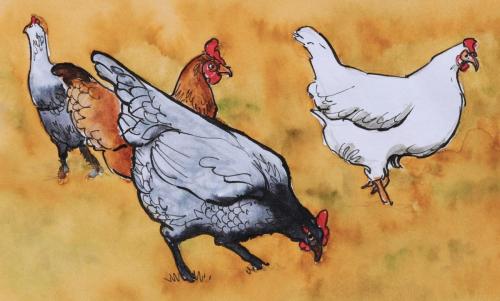Poules_01