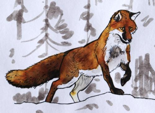 Renard-dans-la-neige