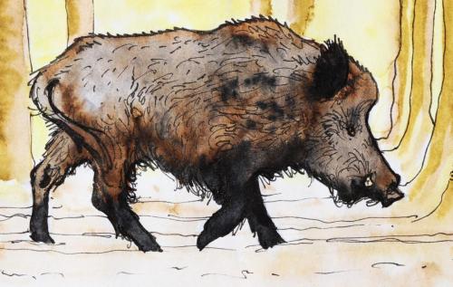 Sanglier_09