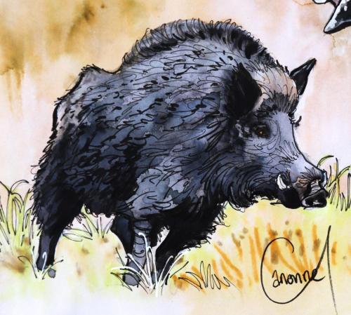Sanglier_11
