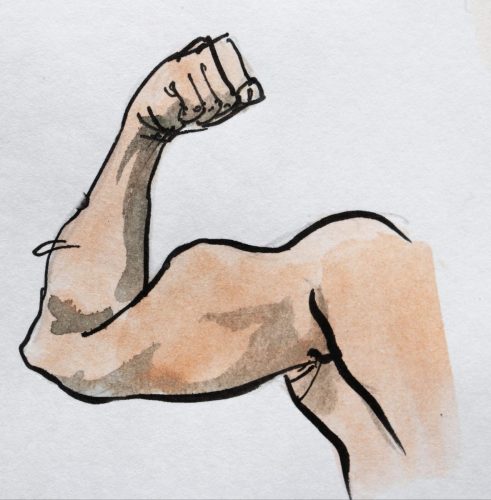 biceps_masculin_musclé