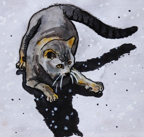 chat-gris_sol-mouillé_dominante_bleue