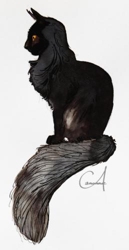 chat-noir_maincoon