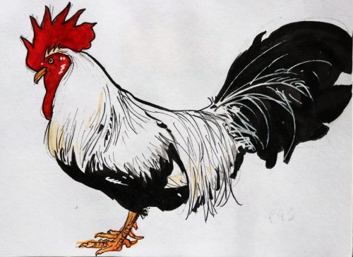 coq-noir-blanc-rouge
