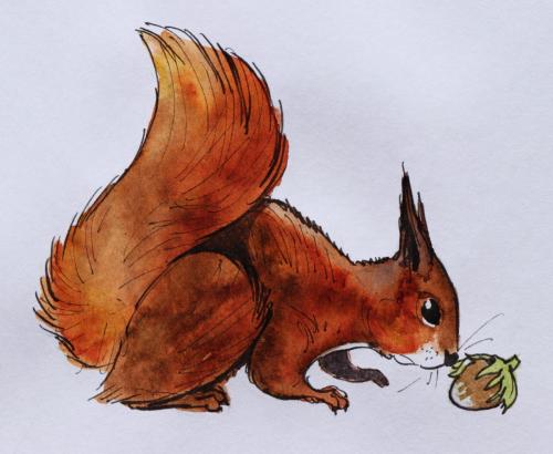 ecureuil-snif-noisette